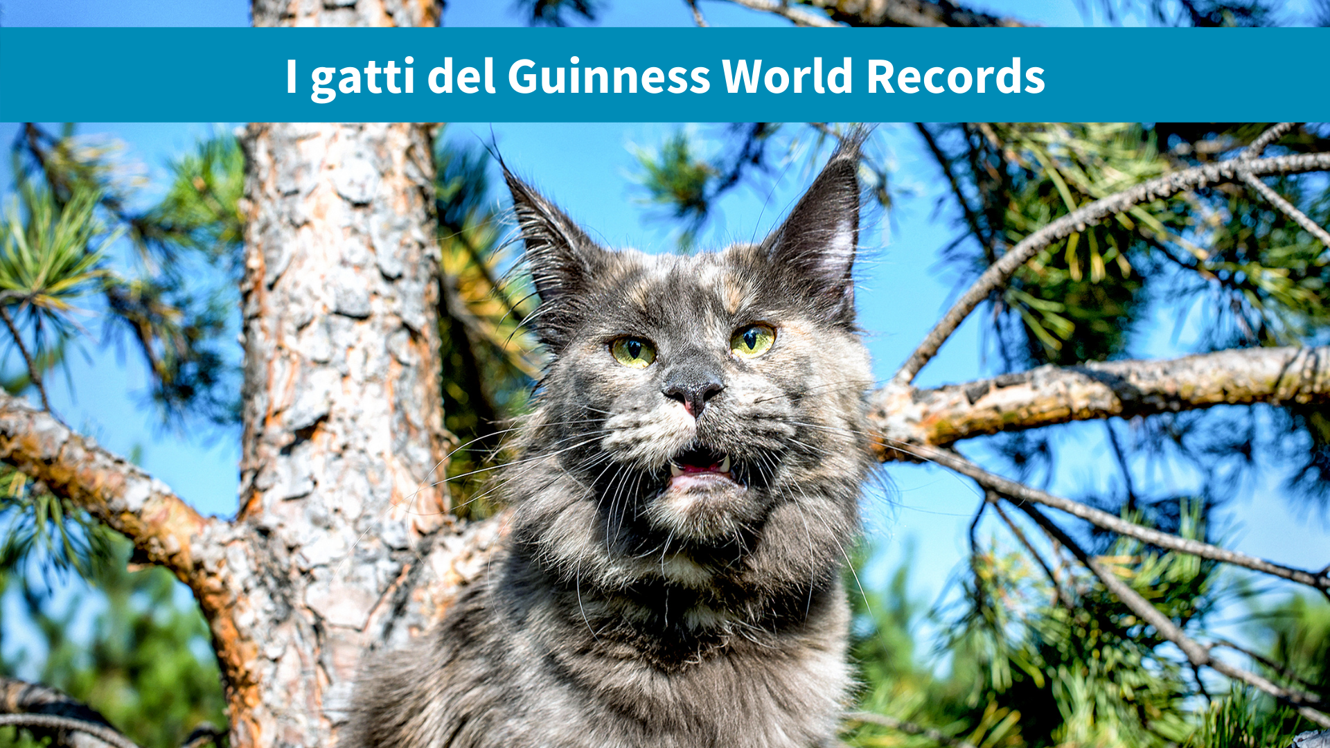 Cygnus: il gatto con la coda più lunga del mondo
